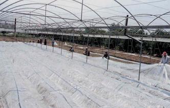 Kök-ur nematoduyla bulaşık alanlarda solarizasyon uygulaması